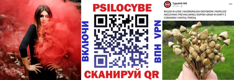 магазин    Светлогорск  Псилоцибиновые грибы Psilocybe 