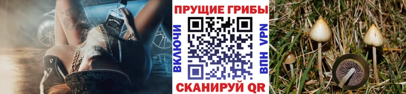 Псилоцибиновые грибы Psilocybe Светлогорск